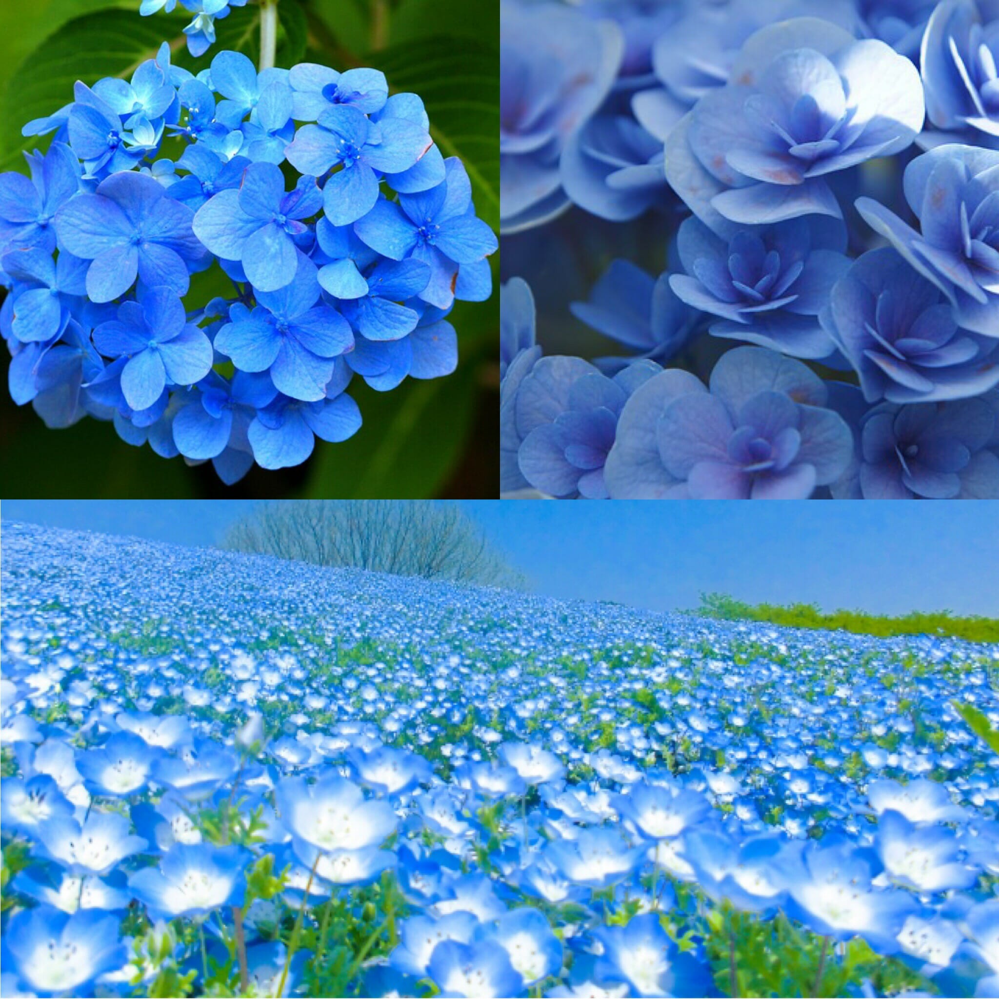 やさしい色合いの青いお花を選ぶとき〜今日のハーブ🌿