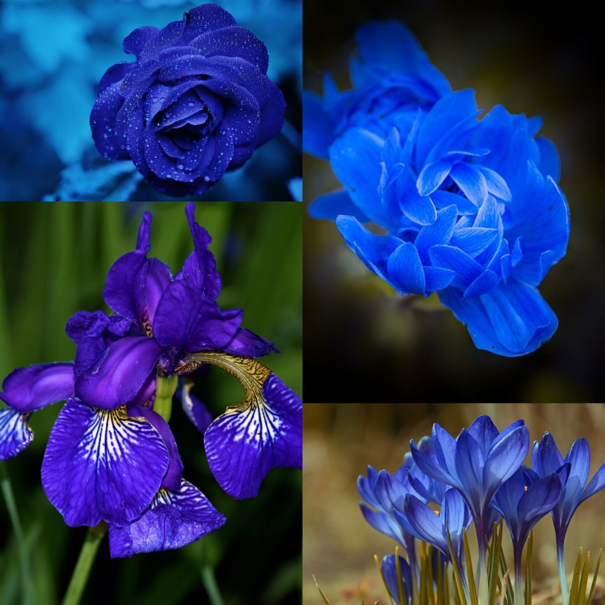 深い色合いの青い花を選ぶとき〜今日のハーブ🌿