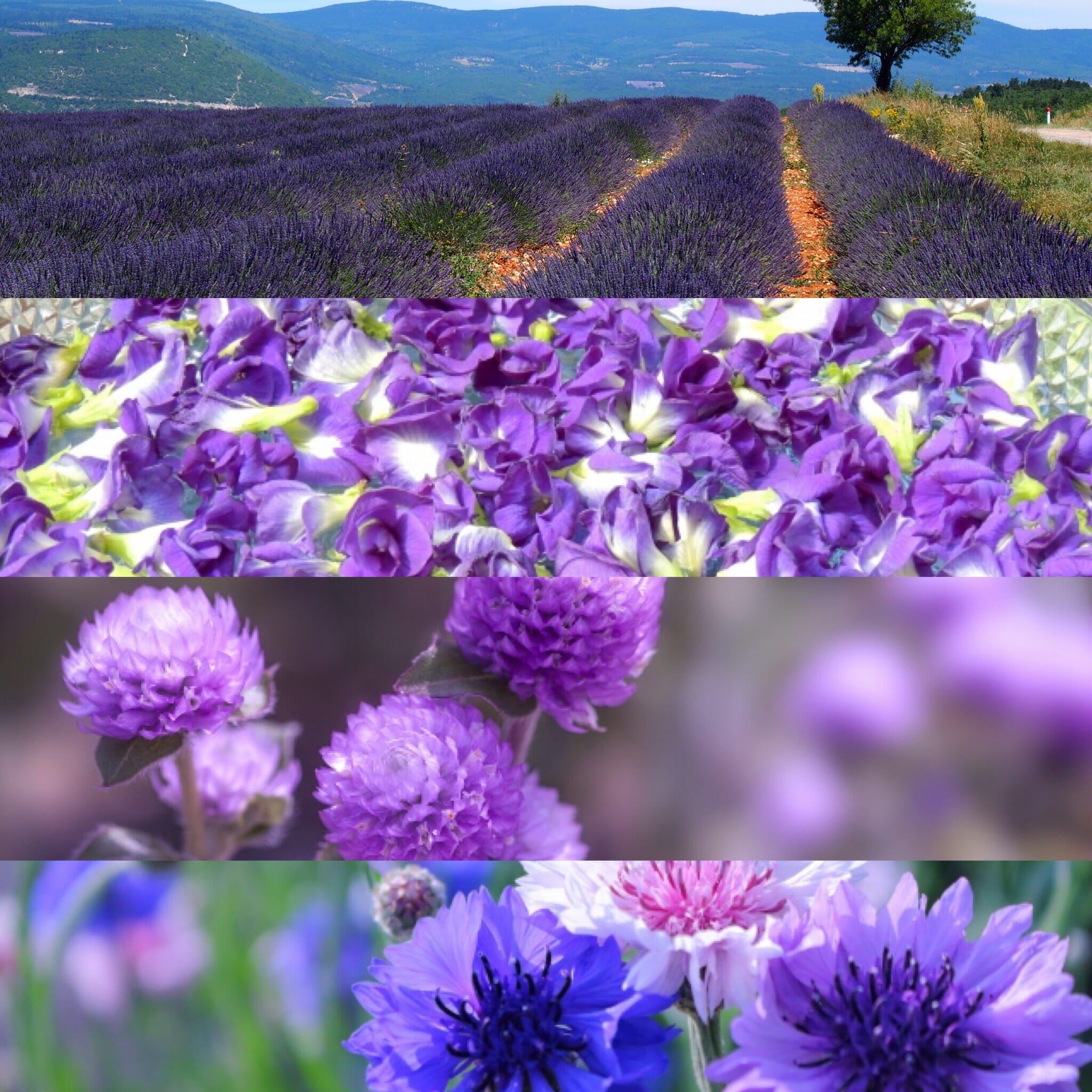 紫色のお花を選ぶとき〜今日のハーブ🌿