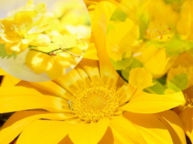 黄色のお花を選ぶとき〜今日のハーブ🌿