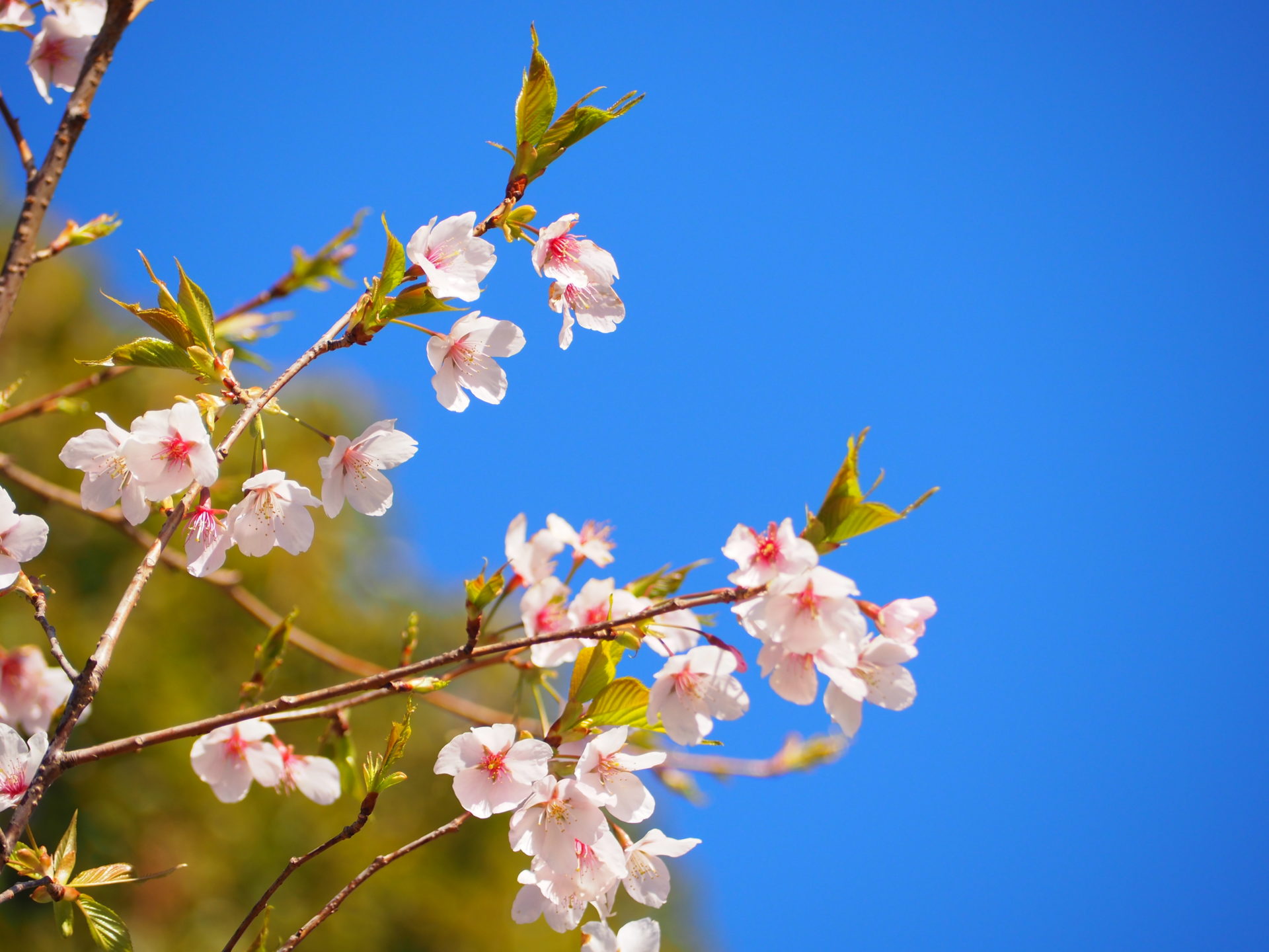 季節先取り！早咲の桜〜玉縄桜