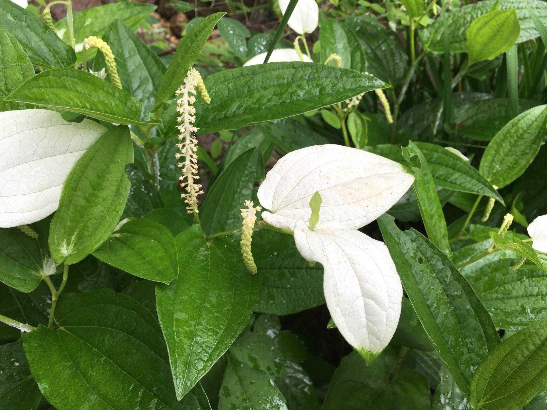 半夏生と２つの薬草 カタシログサとカラスビシャク なごみはなたび