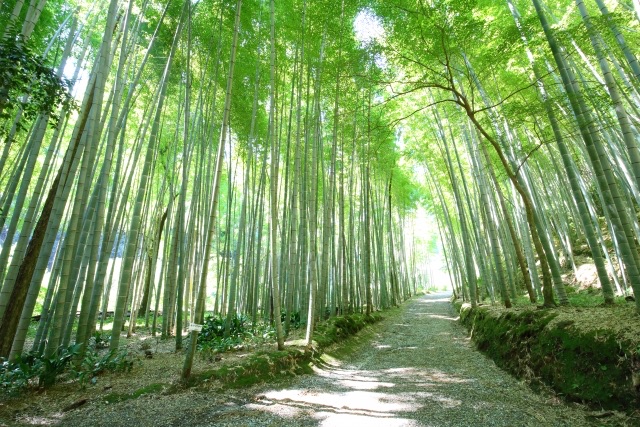 Facebookライブ出演！〜気になった竹の伐採の話を読み解いてみた！